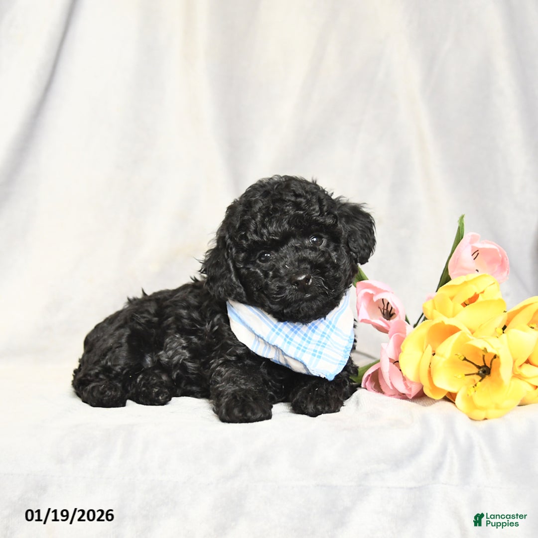 Toy Poodle dogs for sale: Hershey - Ad 4