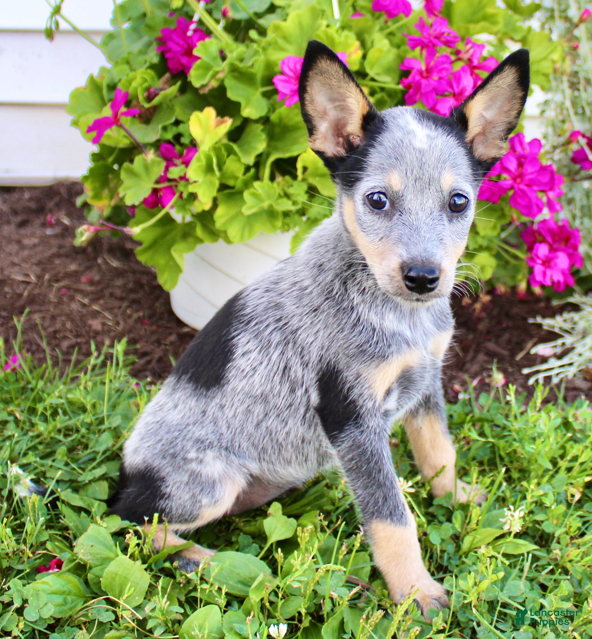 Adoption Australian Kelpie Blue Heeler Australian Cattle Dog