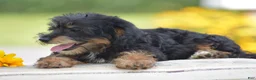 Yorkiepoo dogs for sale: Adora - Ad 4
