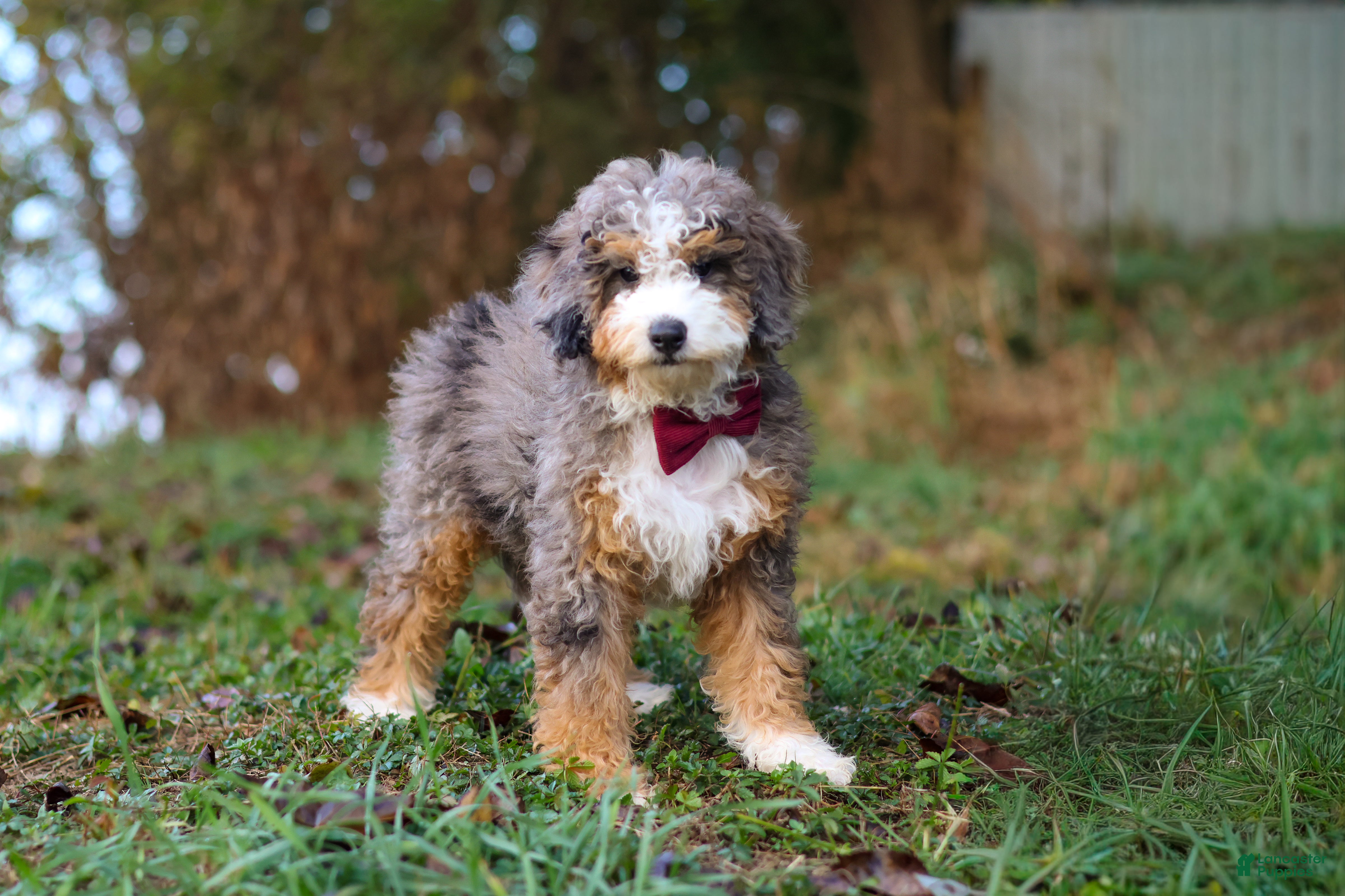 Mini Bernedoodle dogs for sale: Adrian - Ad 1