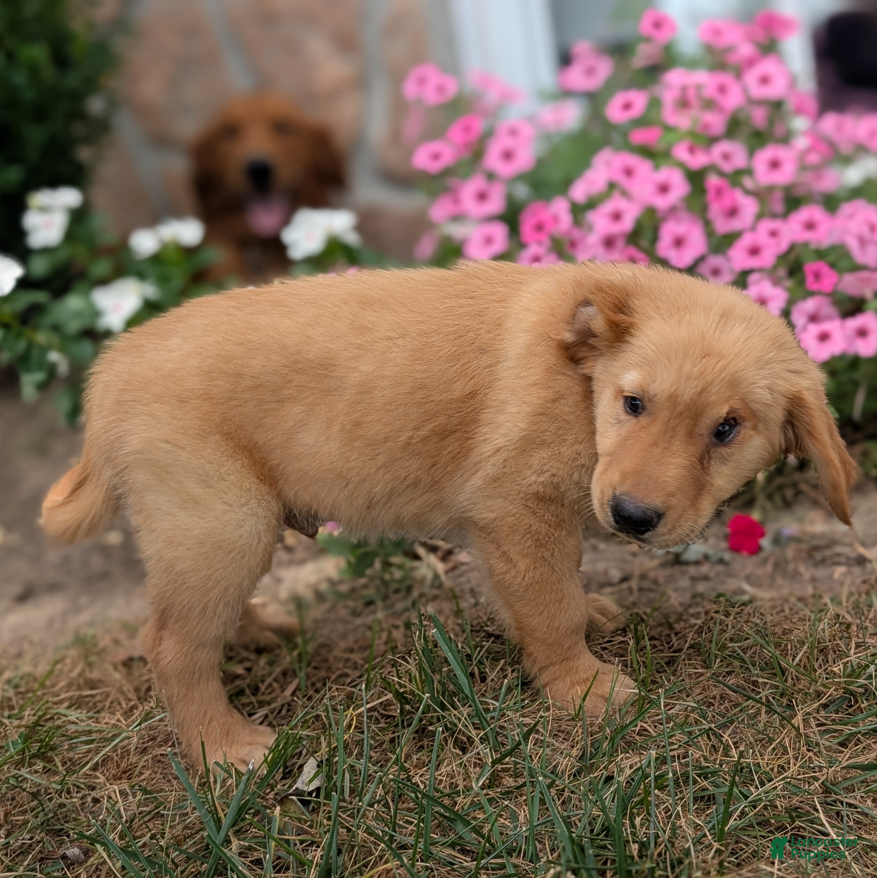 Golden Retriever dogs Costello - Ad 2