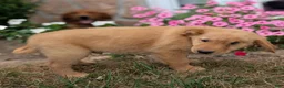 Golden Retriever dogs for sale: Costello - Ad 2