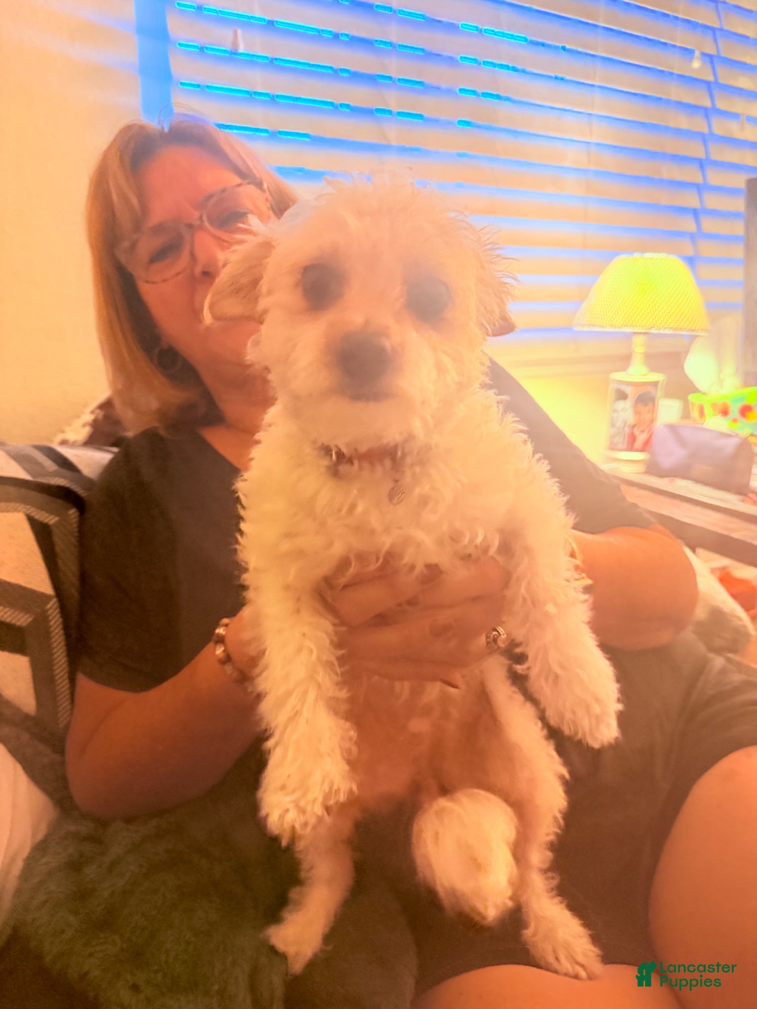 Chipoo dogs Chipoo Puppy 1 - Ad 1