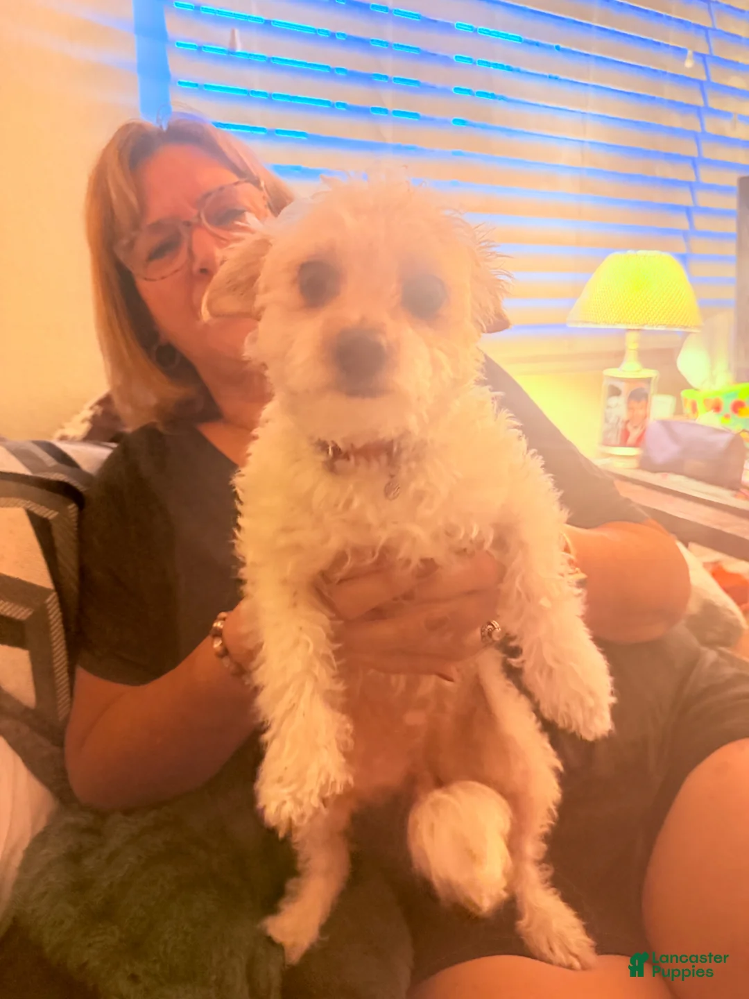 Chipoo dogs for sale: Chipoo Puppy 1 - Ad 1