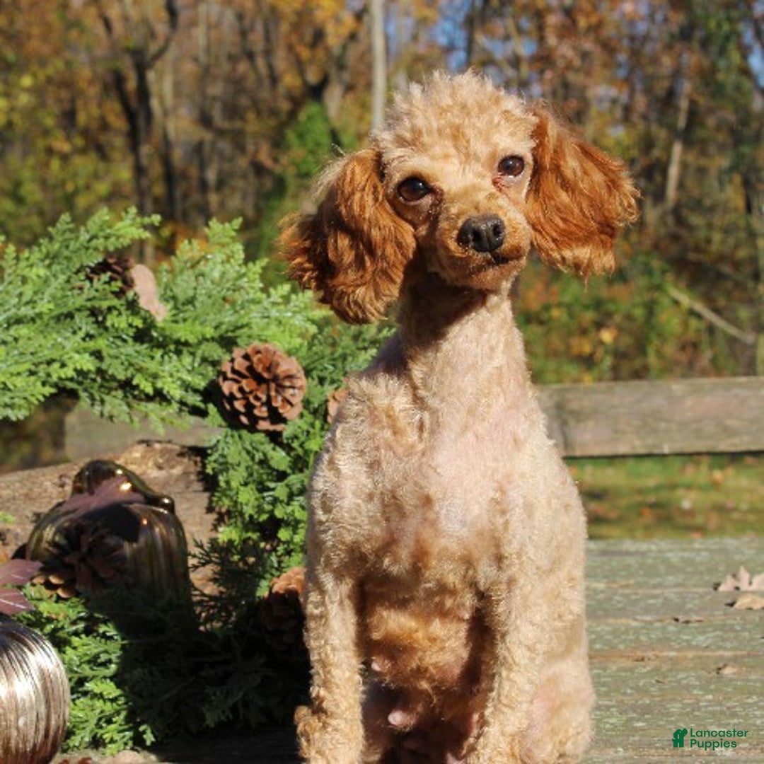 Toy Poodle dogs for sale: Travis - Ad 5