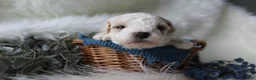 Bichpoo dogs for sale: Forest - Ad 7