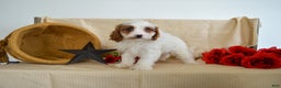 Cavapoo dogs for sale: Ricardo 🎄🎁 Adoption Special - Ad 4
