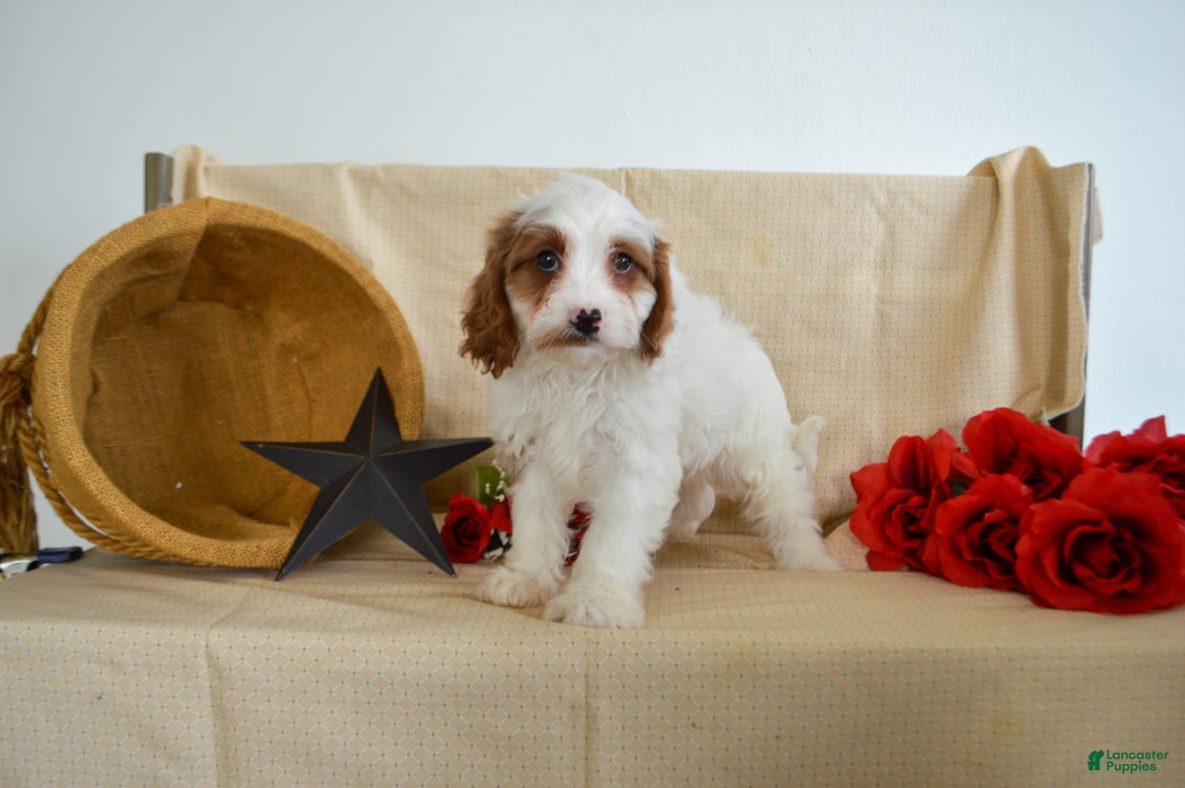 Cavapoo dogs for sale: Ricardo 🎄🎁 Adoption Special - Ad 4