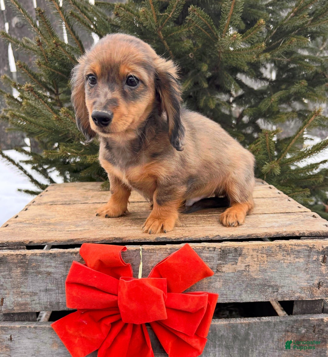 Miniature Dachshund dogs for sale: Sammy - Ad 5