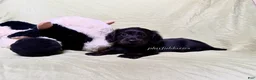 Miniature Dachshund dogs for sale: Long Haired Nearly Solid Black Male AKC 69 - Ad 6