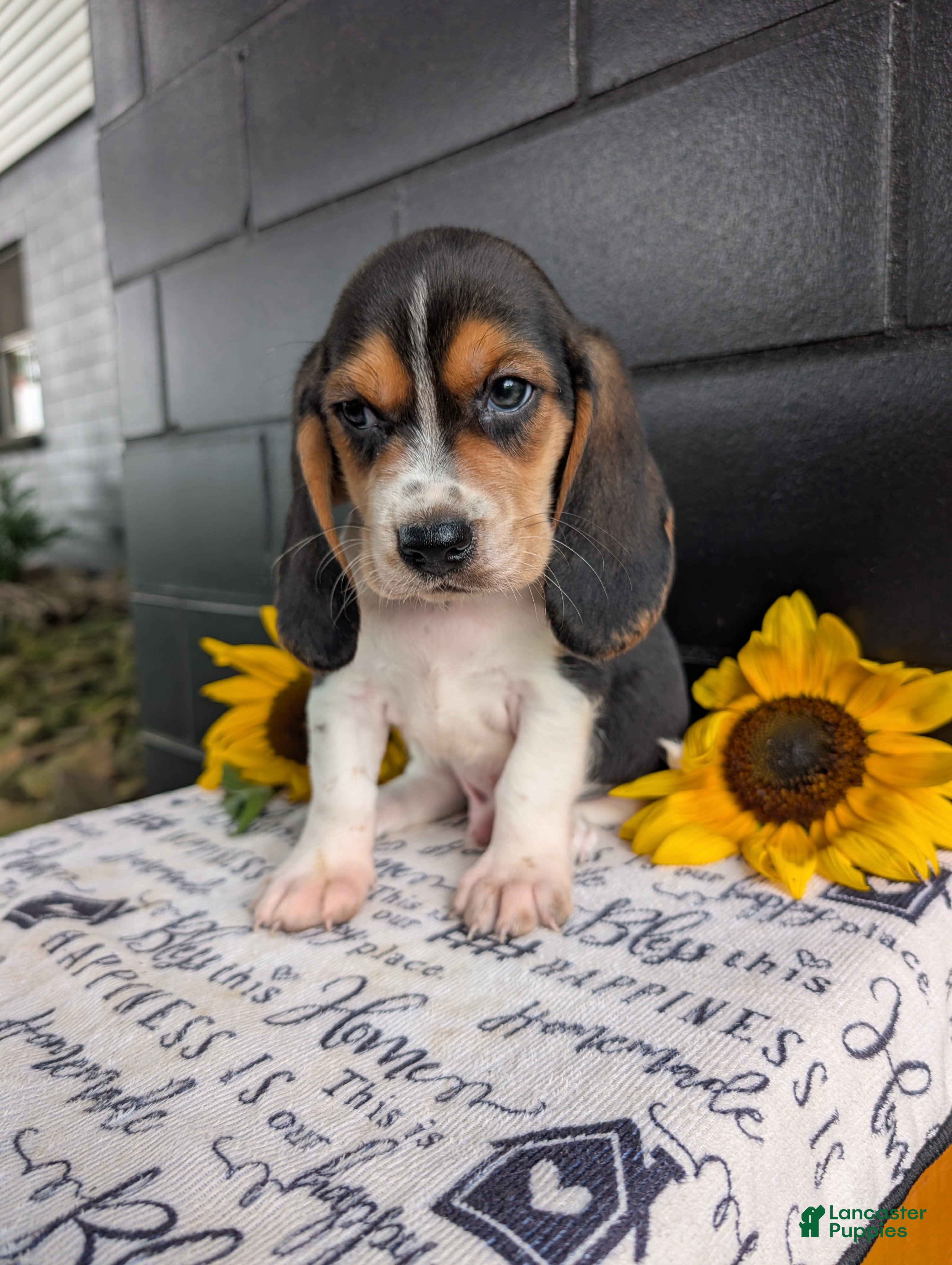 Mixed Breed dogs Roy  - Ad 1