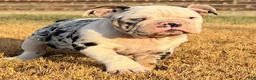 English Bulldog dogs for sale: Waffles - Ad 5