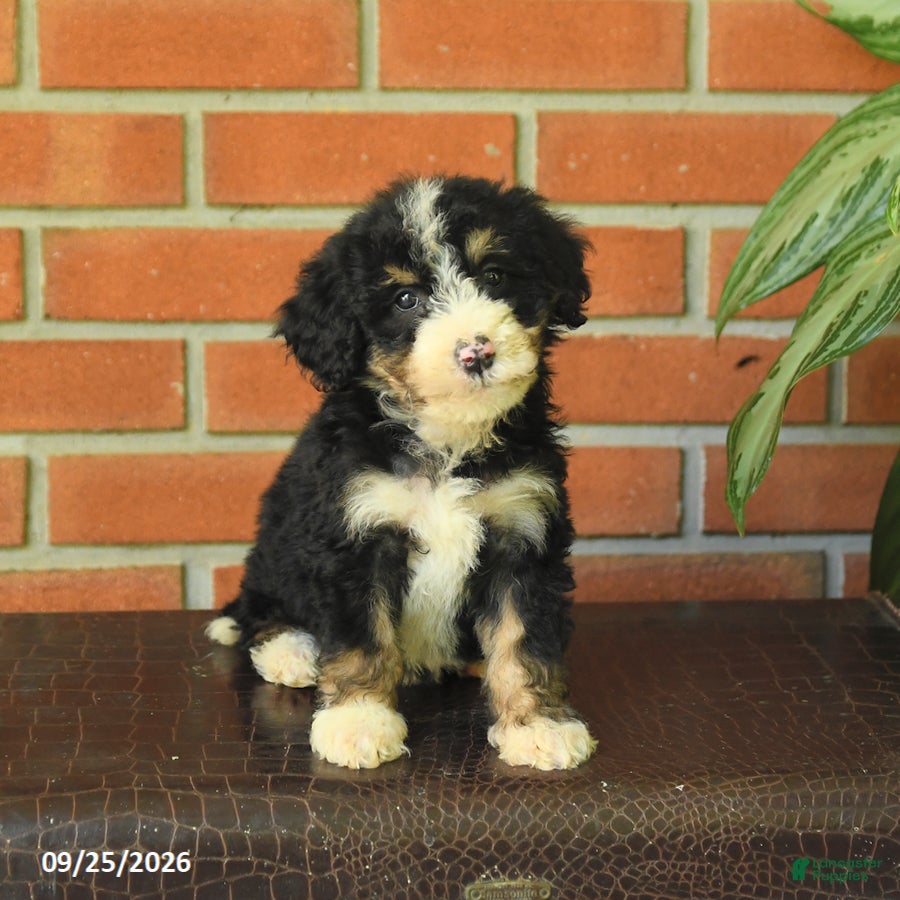 Bernedoodle dogs Bella   - Ad 2