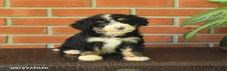 Bernedoodle dogs for sale: Bella   - Ad 2