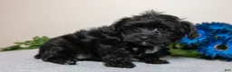 Yorkiepoo dogs for sale: James - Ad 3