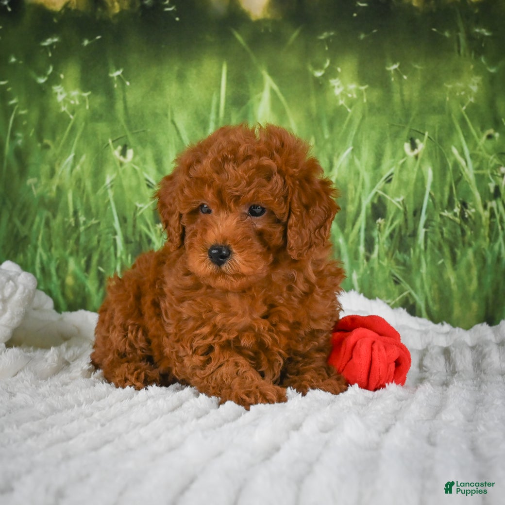 Mini Goldendoodle dogs Riley - Ad 2