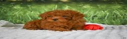 Mini Goldendoodle dogs for sale: Riley - Ad 2