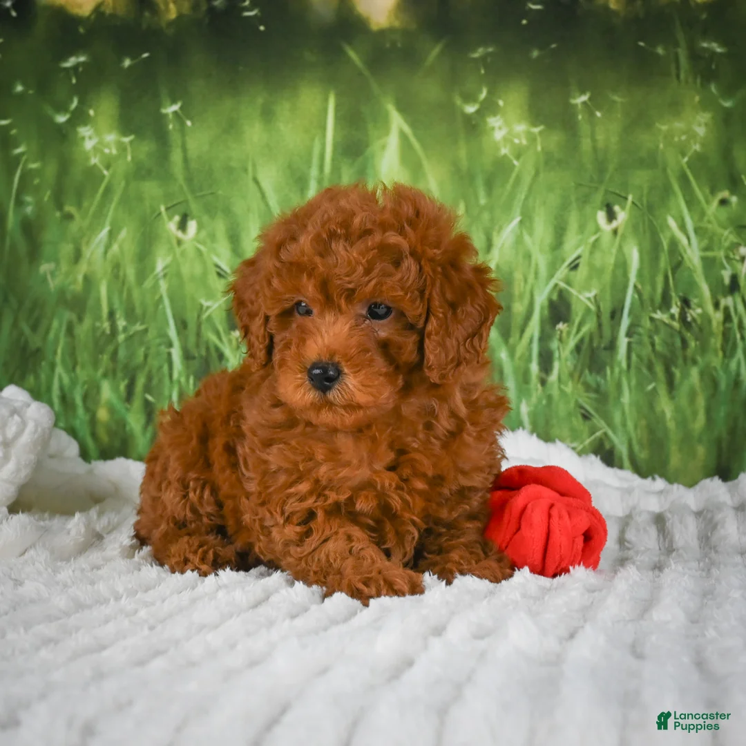 Mini Goldendoodle dogs for sale: Riley - Ad 2