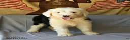 Old English Sheepdog dogs for sale: Fly   - Ad 4