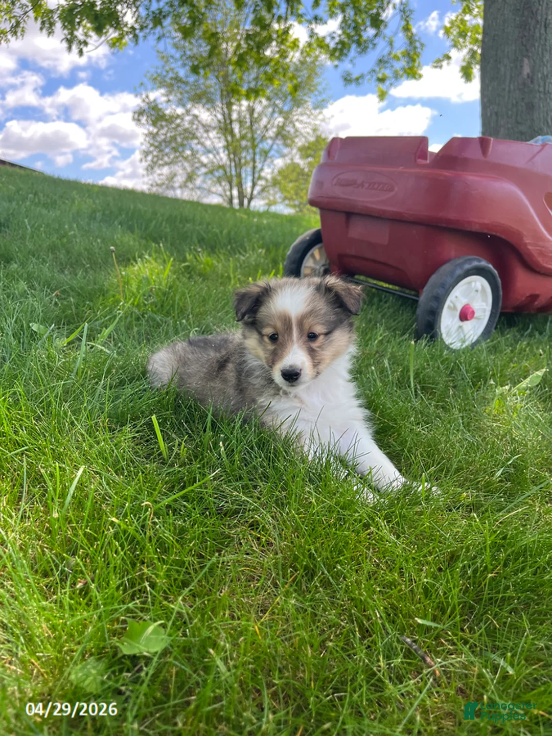 Shetland Sheepdog dogs for sale: Betty - Ad 1