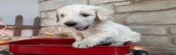 Labradoodle dogs for sale: Saffron (Girl) - Ad 2