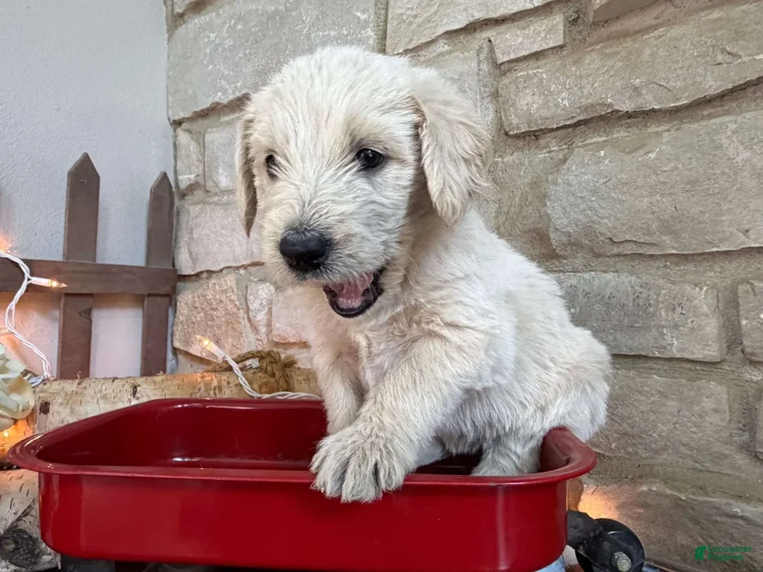 Labradoodle dogs for sale: Saffron (Girl) - Ad 2