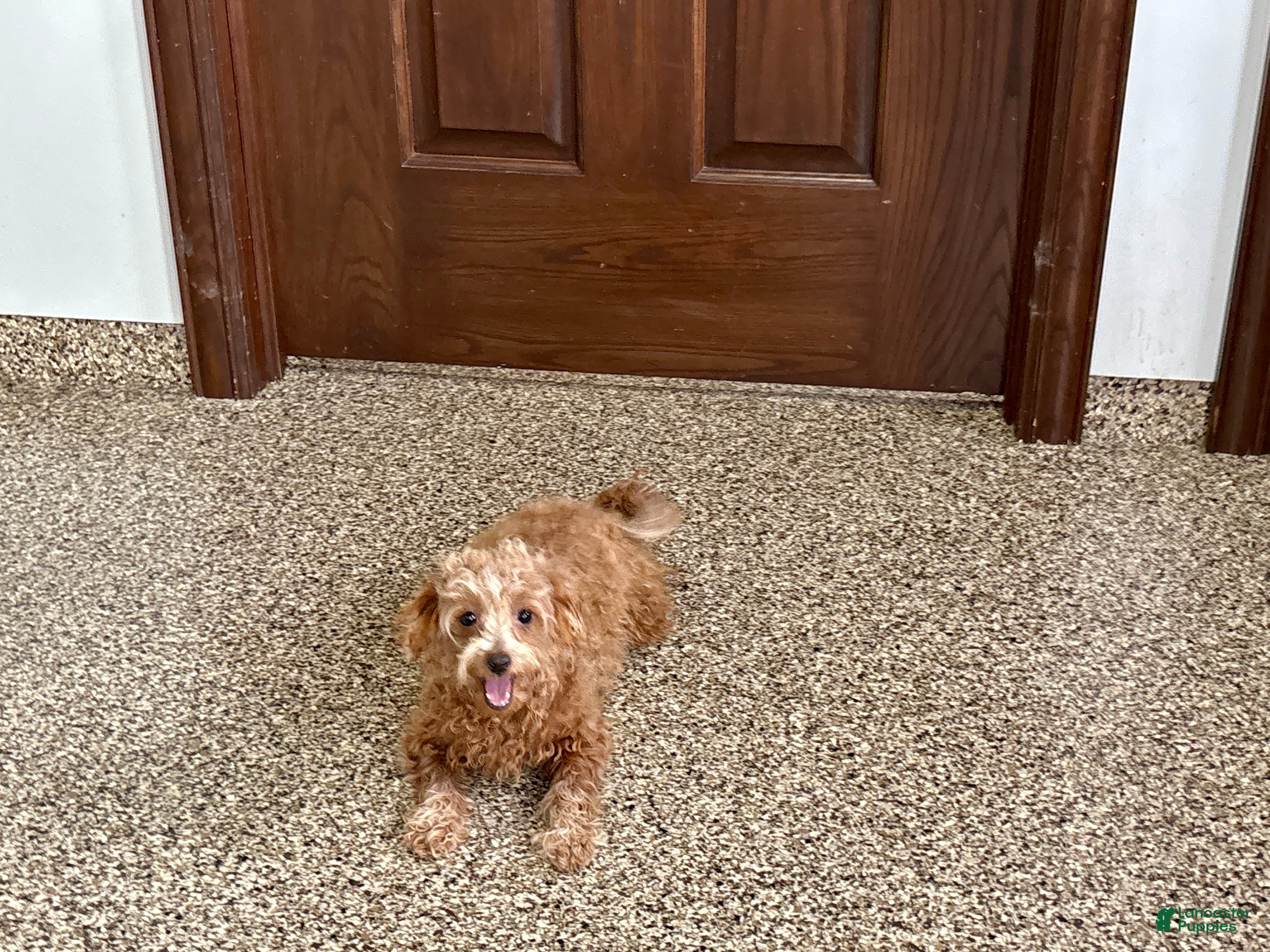 Maltipoo dogs for sale: Red Honey  - Ad 4