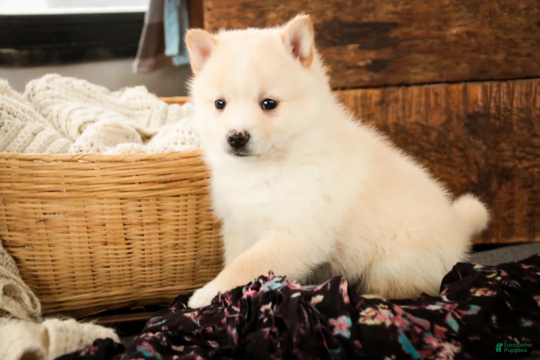 Pomsky dogs for sale: Sydney - Ad 1