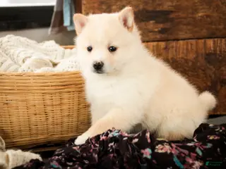 Pomsky dogs Sydney - Ad 4