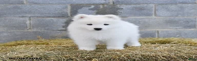 Alaska