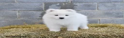 Samoyed dogs for sale: Alaska - Ad 1