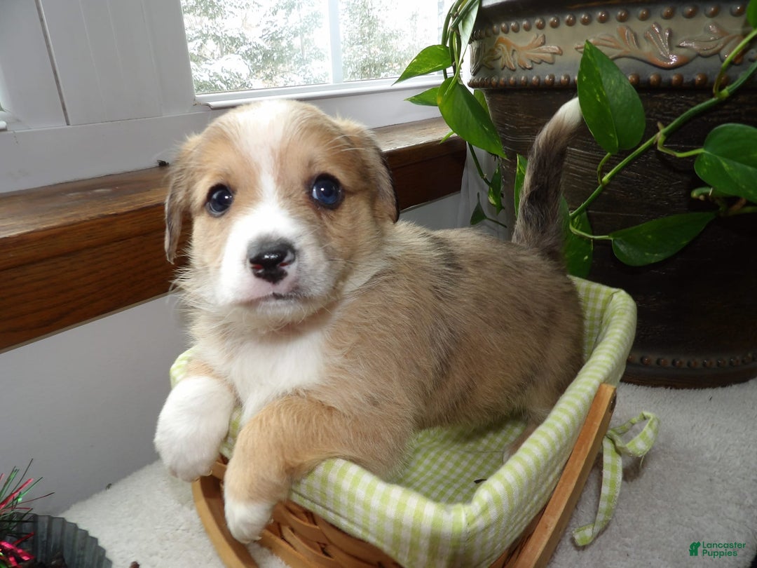 Gallery Image {{count}}