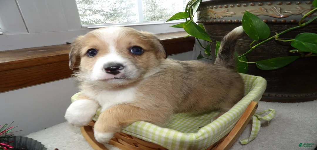 Gallery Image {{count}}