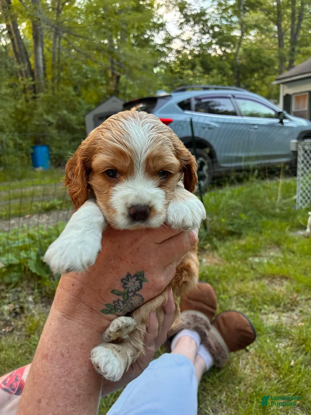 Cocker Spaniel dogs for sale: Lela - Ad 1