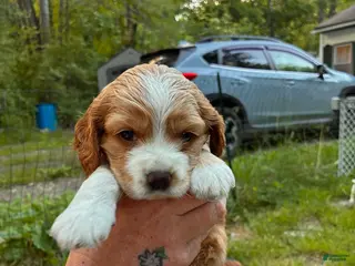 Cocker Spaniel dogs Lela - Ad 10
