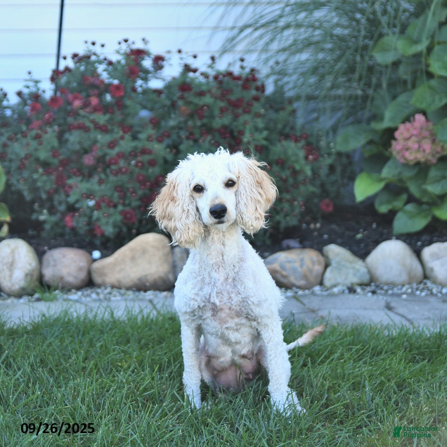 Mini Aussiedoodle dogs for sale: Buddy - Ad 6