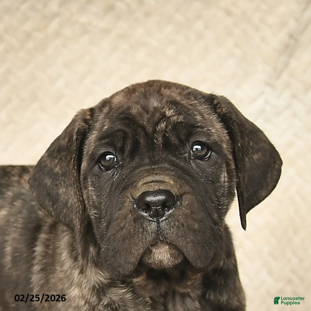 Cane Corso dogs for sale: Vivian  - Ad 5