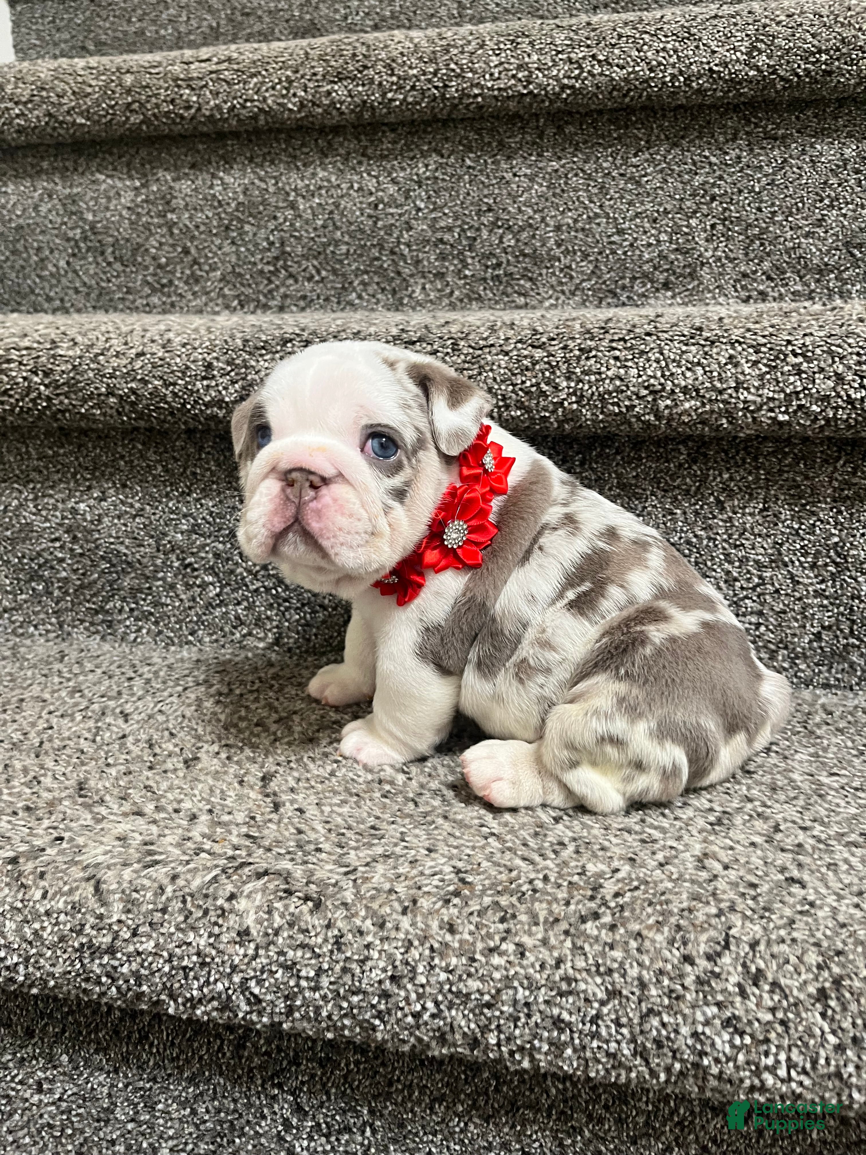English Bulldog dogs   Faith - Ad 1