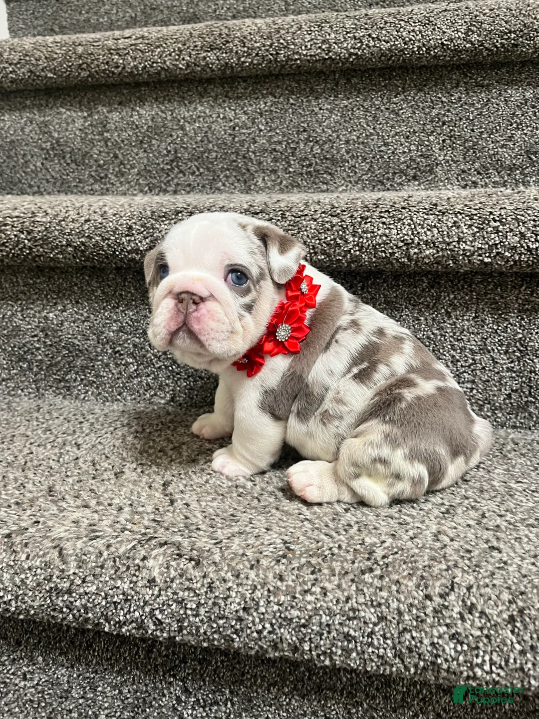 English Bulldog dogs for sale:   Faith - Ad 1