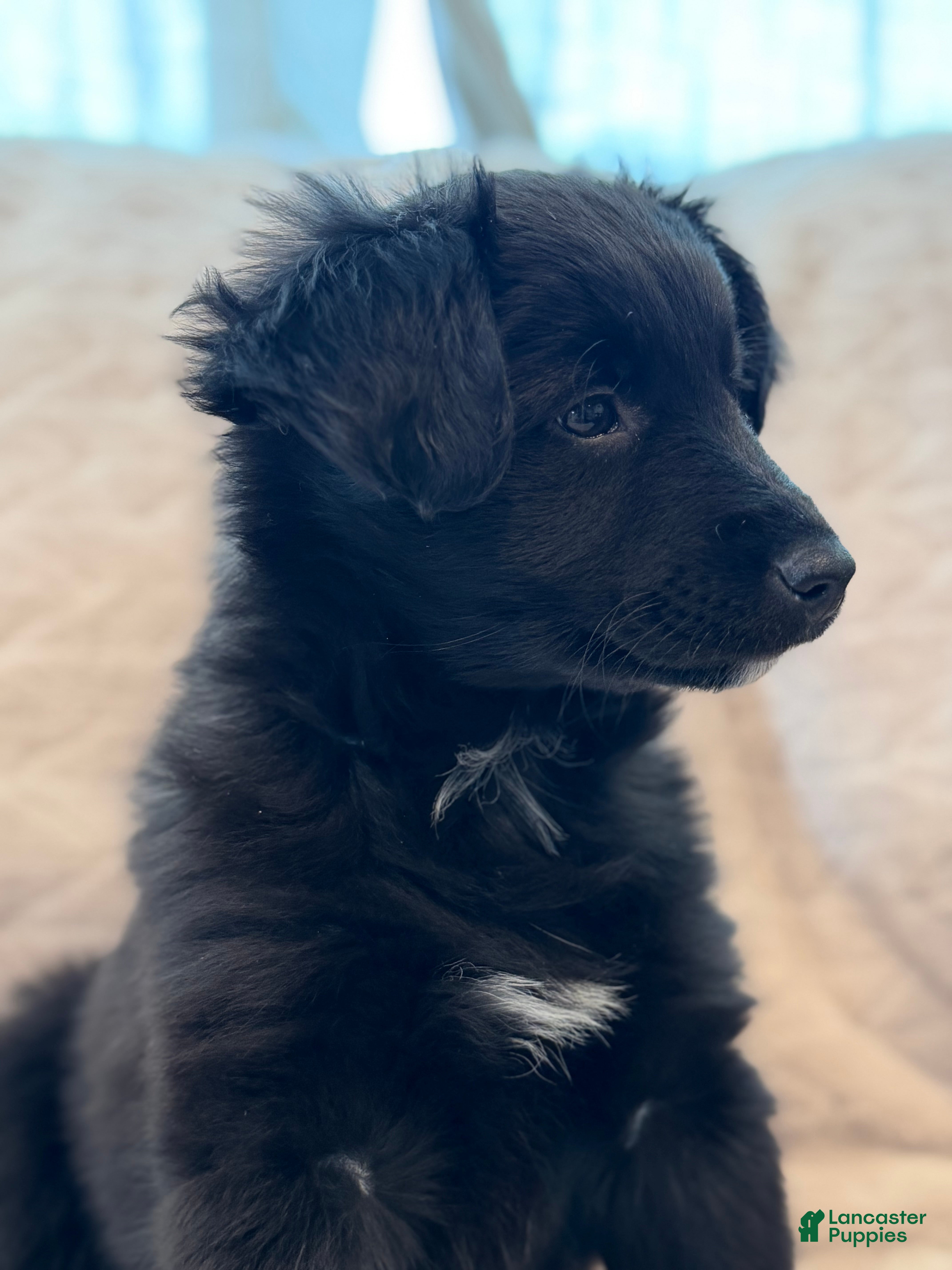 Mixed Breed dogs Belle - Ad 36