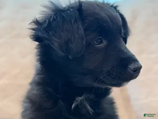 Mixed Breed dogs Belle - Ad 36