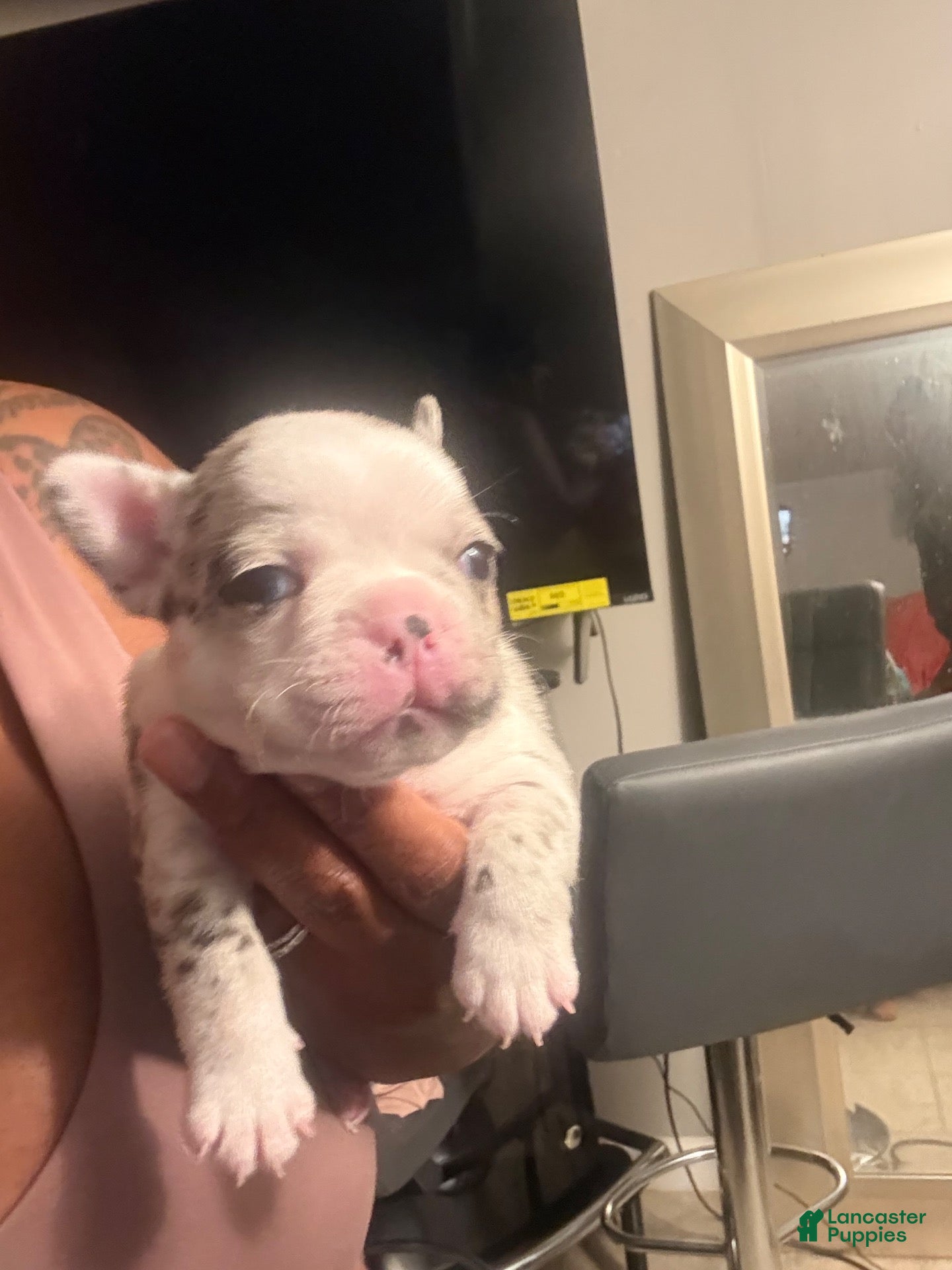 French Bulldog dogs French Bulldog 2 - Ad 24