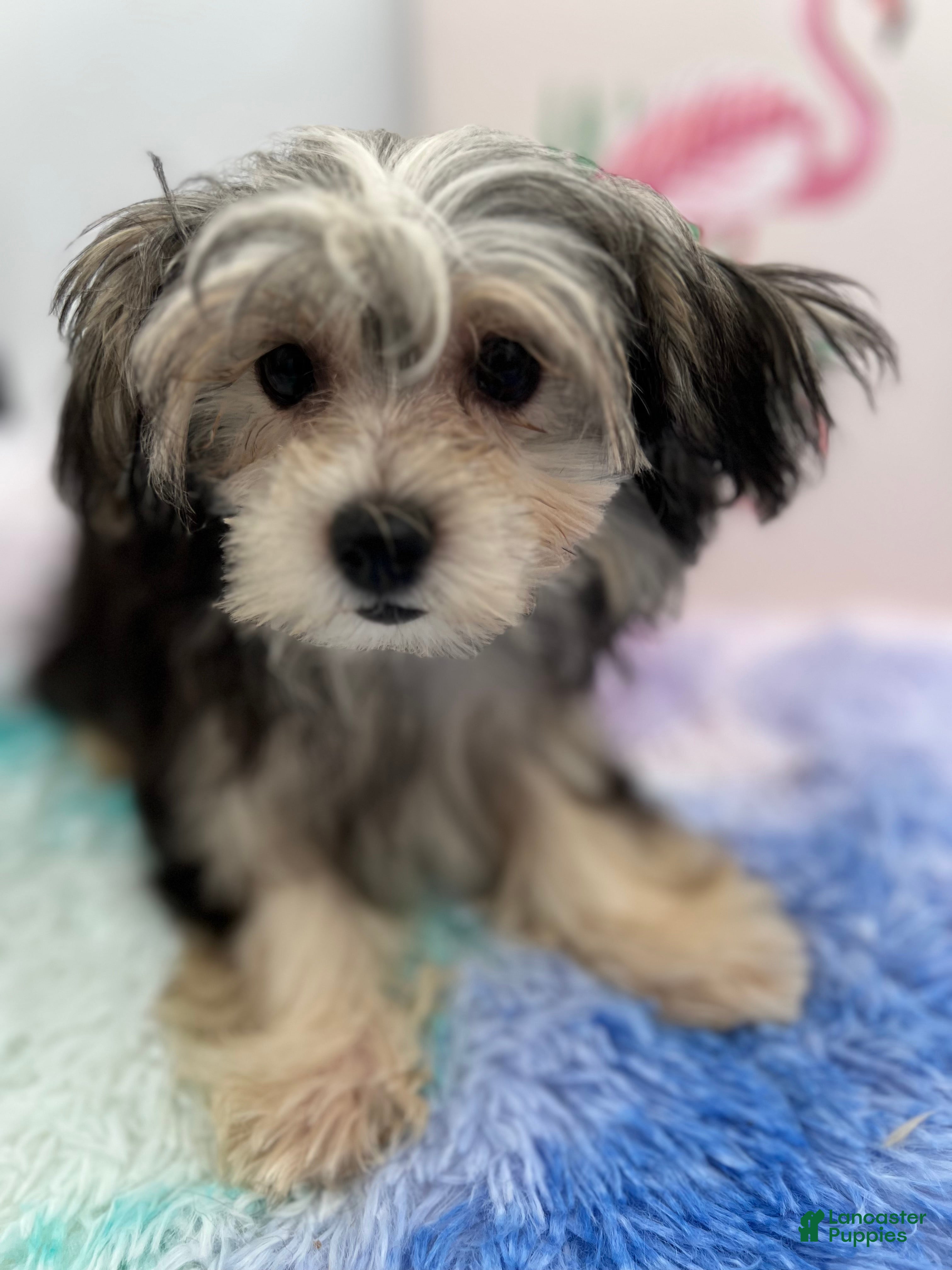 Morkie dogs Holly is a beautiful Morkie $2,500 - Ad 1
