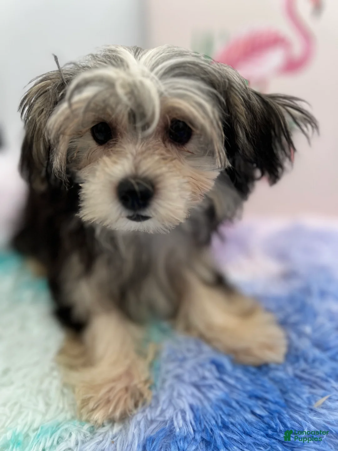 Morkie dogs for sale: Holly is a beautiful Morkie $2,500 - Ad 1