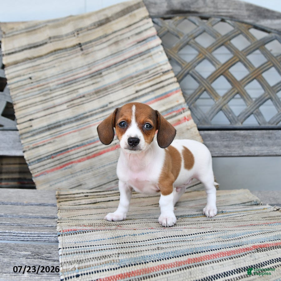 Chiweenie dogs Hero - Ad 2