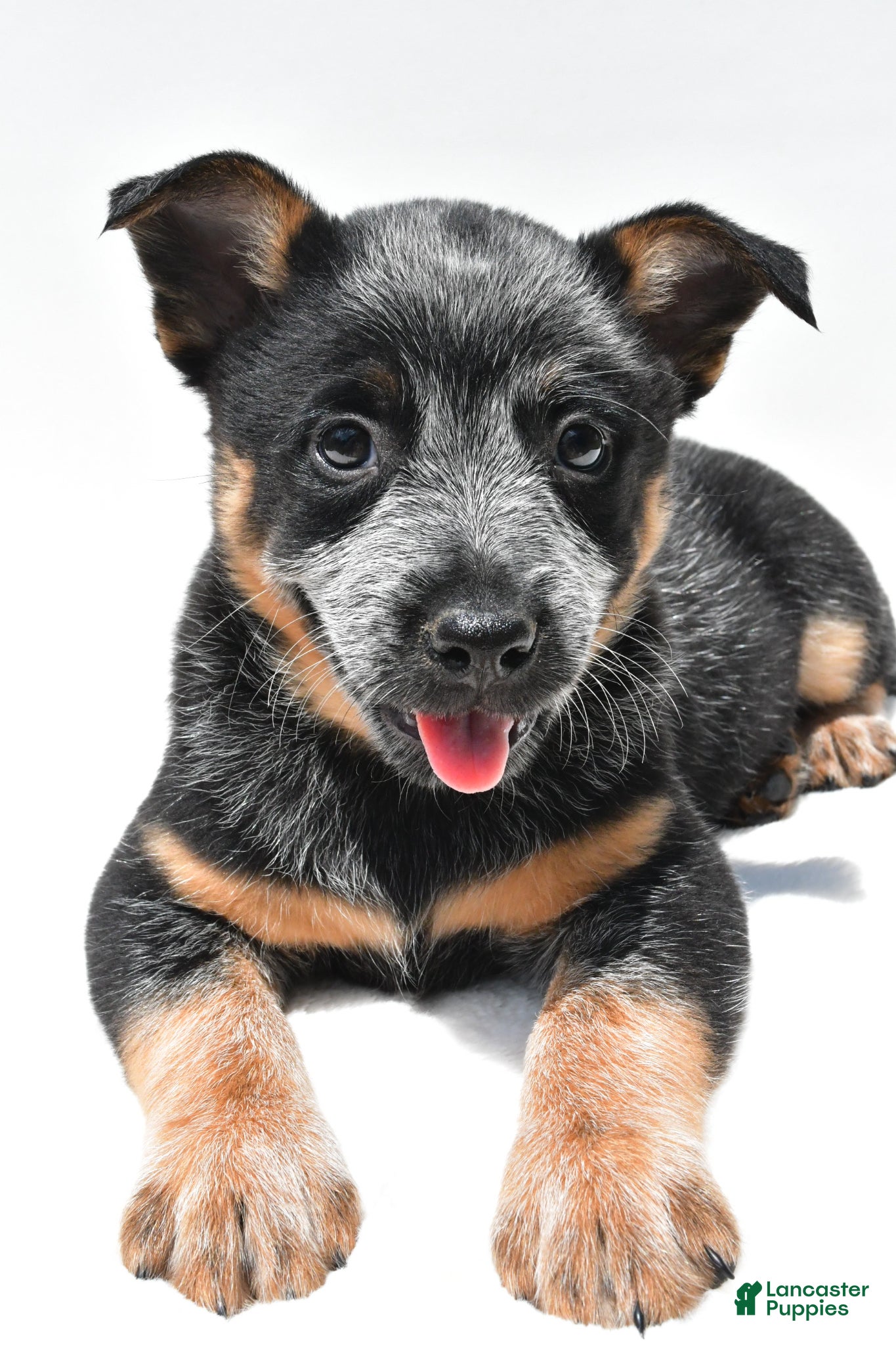 Australian Cattle Dog dogs Blue Boy - Ad 2