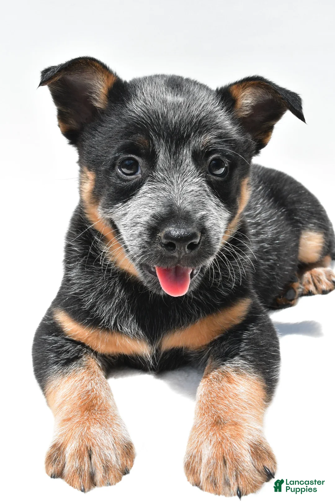 Australian Cattle Dog dogs for sale: Blue Boy - Ad 2
