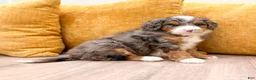 Mini Bernedoodle dogs for sale: Molly - Ad 3