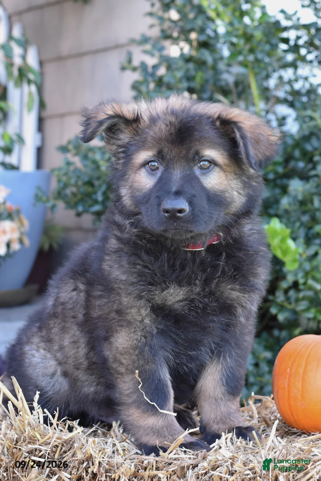 German Shepherd dogs for sale: Samson - Ad 1