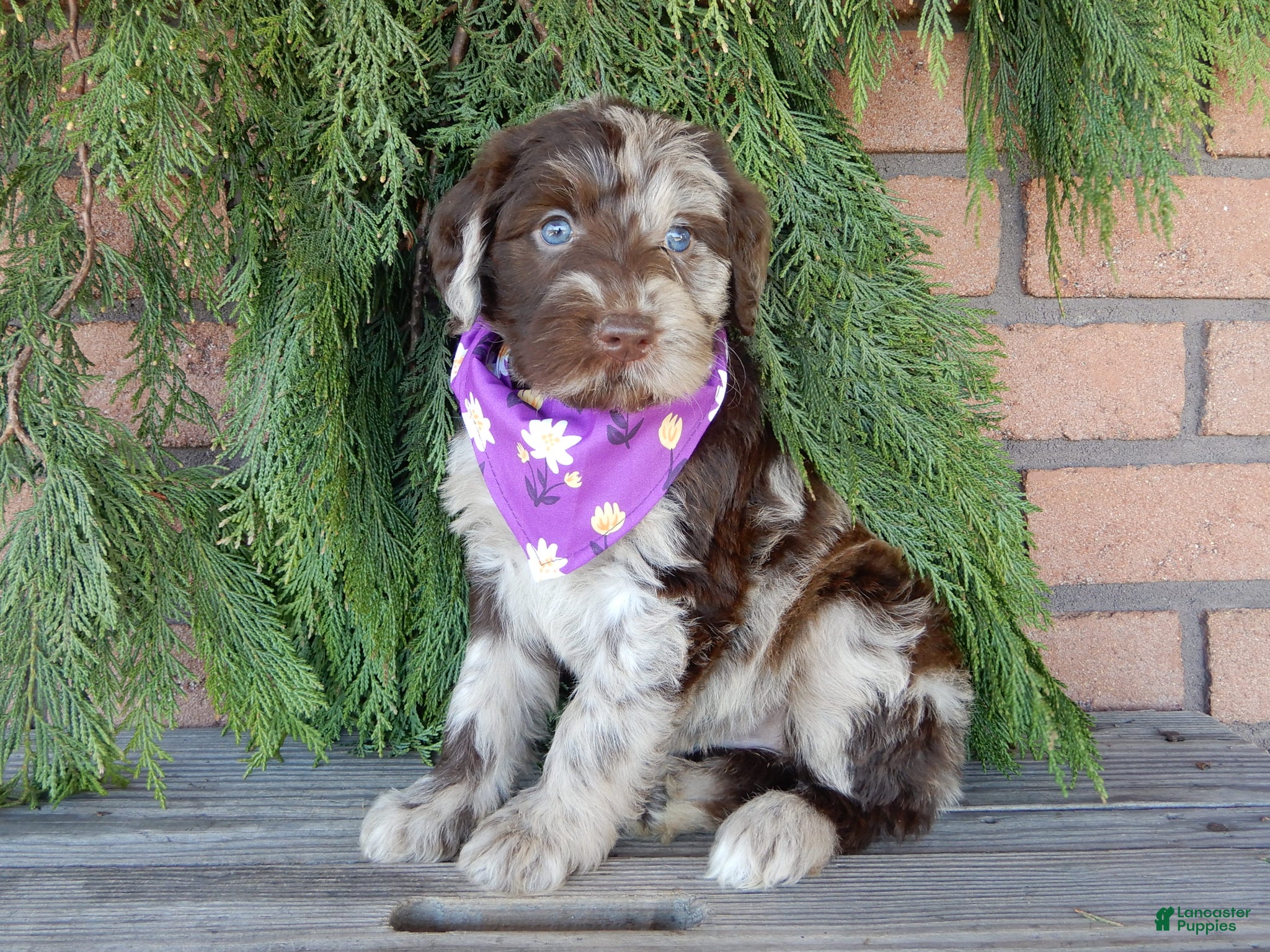 Labradoodle dogs Everest - Ad 41